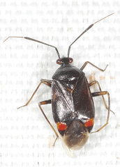Deraeocoris
