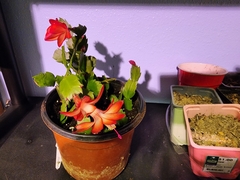 Schlumbergera truncata