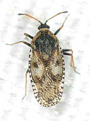 Dictyla echii