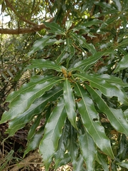 Litsea acuminata