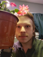 Schlumbergera truncata