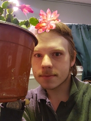 Schlumbergera truncata