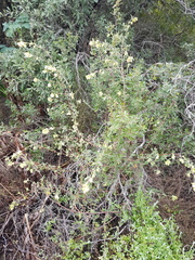 Hermannia hyssopifolia