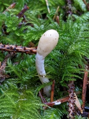 Trichoderma leucopus