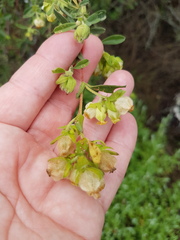 Hermannia hyssopifolia