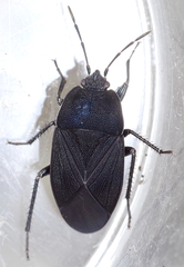 Aellopus atratus