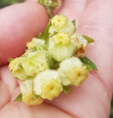 Hermannia hyssopifolia