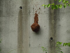 Vespa simillima xanthoptera