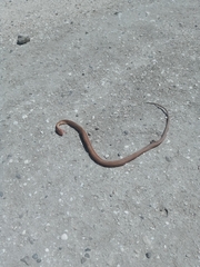 Dryophylax hypoconia