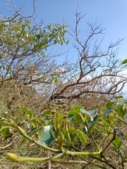 Trochodendron aralioides