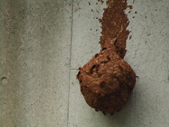 Vespa simillima xanthoptera