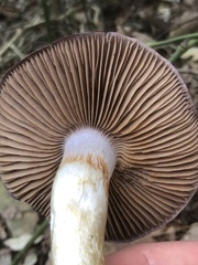 Cortinarius dryosalor
