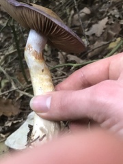Cortinarius dryosalor