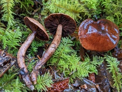 Tricholoma fulvum