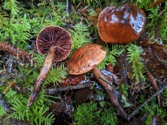 Tricholoma fulvum