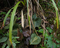 Asarum pulchellum