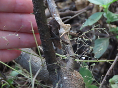 Xyleus discoideus