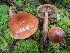 Tricholoma fulvum