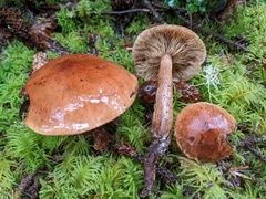 Tricholoma fulvum