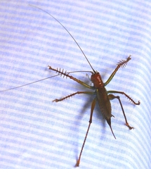 Listroscelidinae