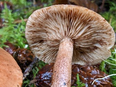 Tricholoma fulvum