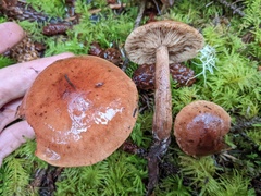 Tricholoma fulvum
