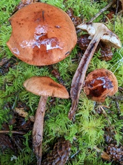 Tricholoma fulvum