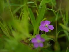 Drosera indica