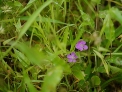 Drosera indica