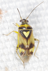 Orthops