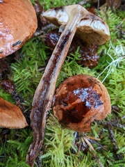 Tricholoma fulvum