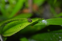 Mormidea triangularis