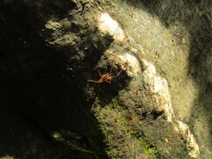 Diestrammena robusta