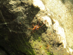 Diestrammena robusta