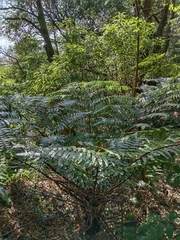 Gymnosphaera podophylla