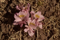 Alstroemeria pallida