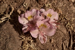 Alstroemeria pallida