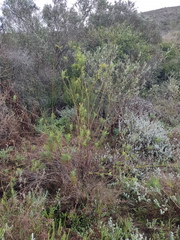 Notobubon ferulaceum