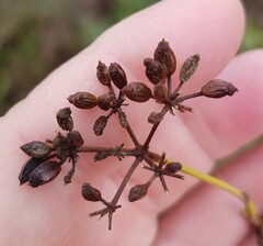 Notobubon ferulaceum