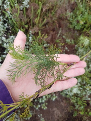 Notobubon ferulaceum