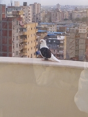 Columba livia domestica