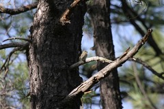 Empidonax fulvifrons