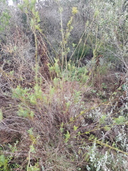 Notobubon ferulaceum