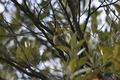 Empidonax fulvifrons