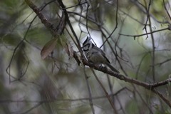 Baeolophus wollweberi