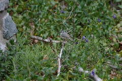 Baeolophus wollweberi