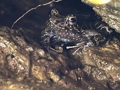 Thoropa miliaris