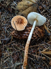 Lepiota castanea