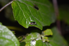 Asphaera albomarginata