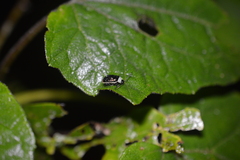 Asphaera albomarginata